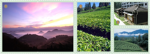 Taiwan tea, oolongok 2